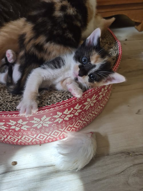 C326 LITTER JASMINE- ADOPTED - Calico / Tabby available for adoption