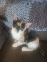 C326 Litter Jasmine- ADOPTED - Photo 8