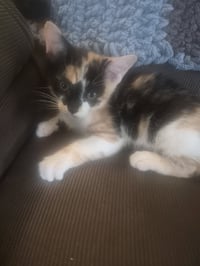 C326 Litter Jasmine- ADOPTED - Photo 6