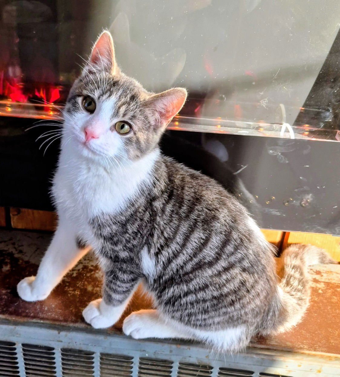 BLAZE - Domestic Short Hair available for adoption