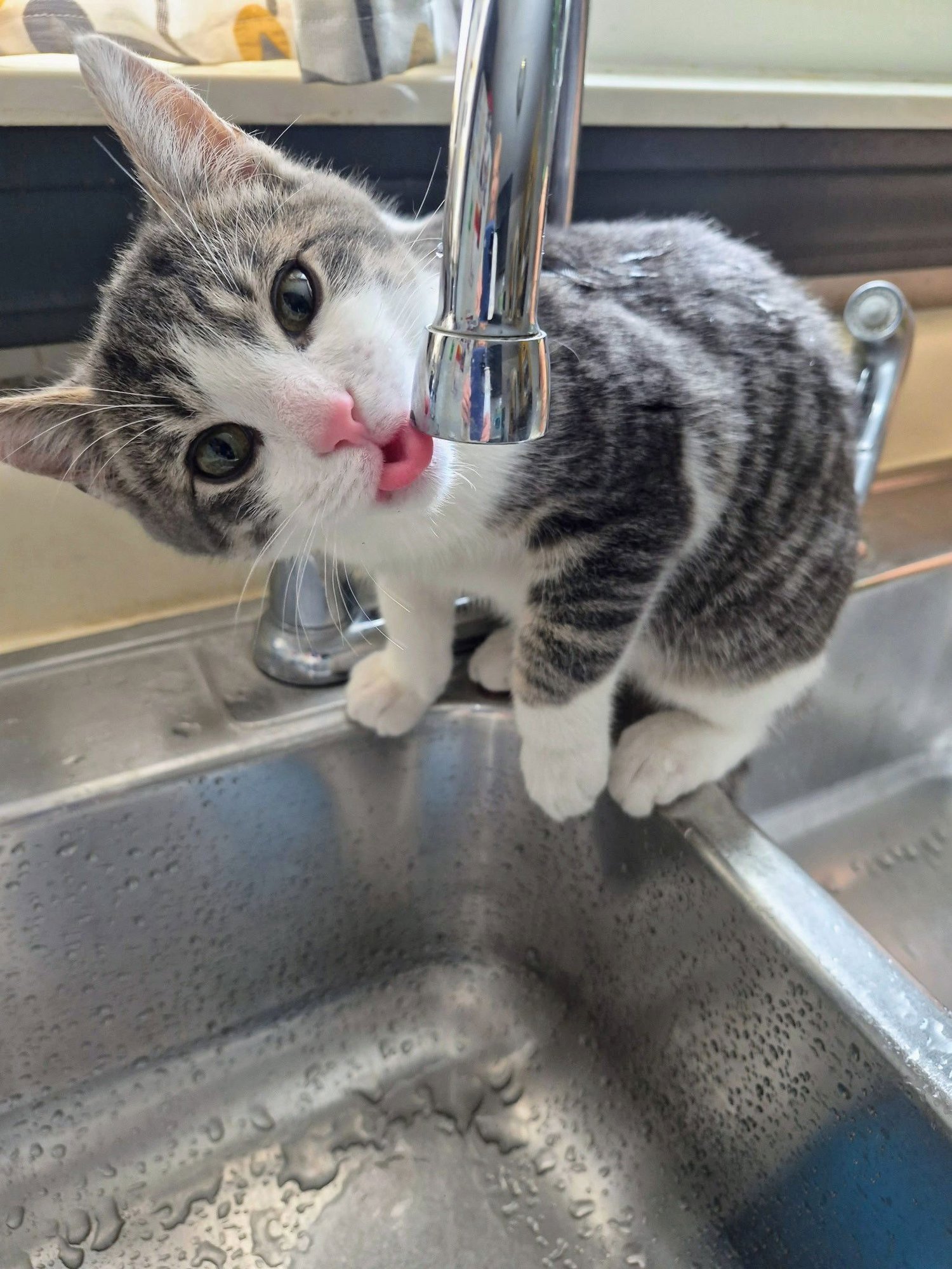 BLAZE - Domestic Short Hair available for adoption