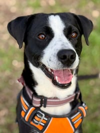 Cooper - ADOPTION PENDING - Photo 1