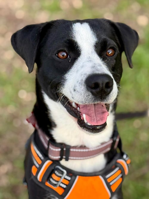 COOPER - ADOPTION PENDING - Labrador Retriever for adoption in Livonia