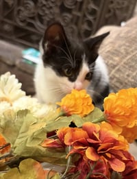 C331 Litter Cheyanne - Photo 3