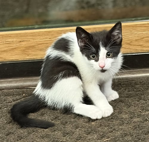 C331 LITTER CHEYANNE - Domestic Short Hair available for adoption