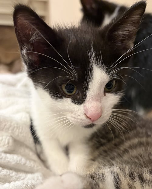 C331 LITTER CHEYANNE - Domestic Short Hair available for adoption