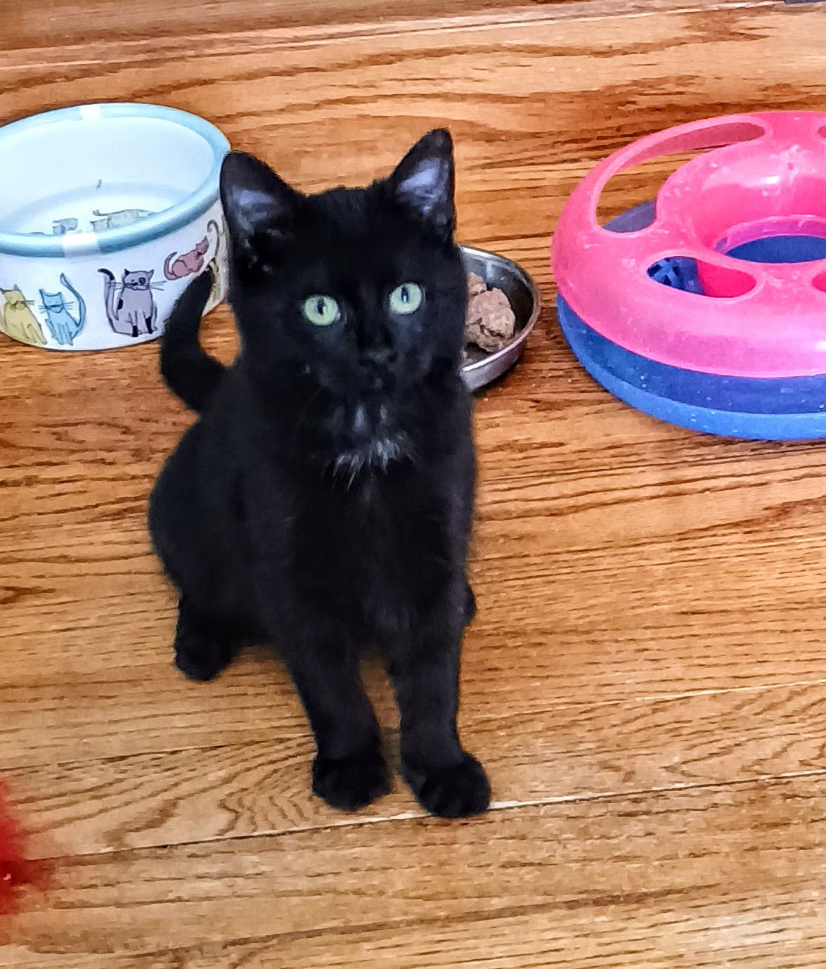 BUTTONS (BUDDY) (ADOPTED) - Domestic Short Hair available for adoption