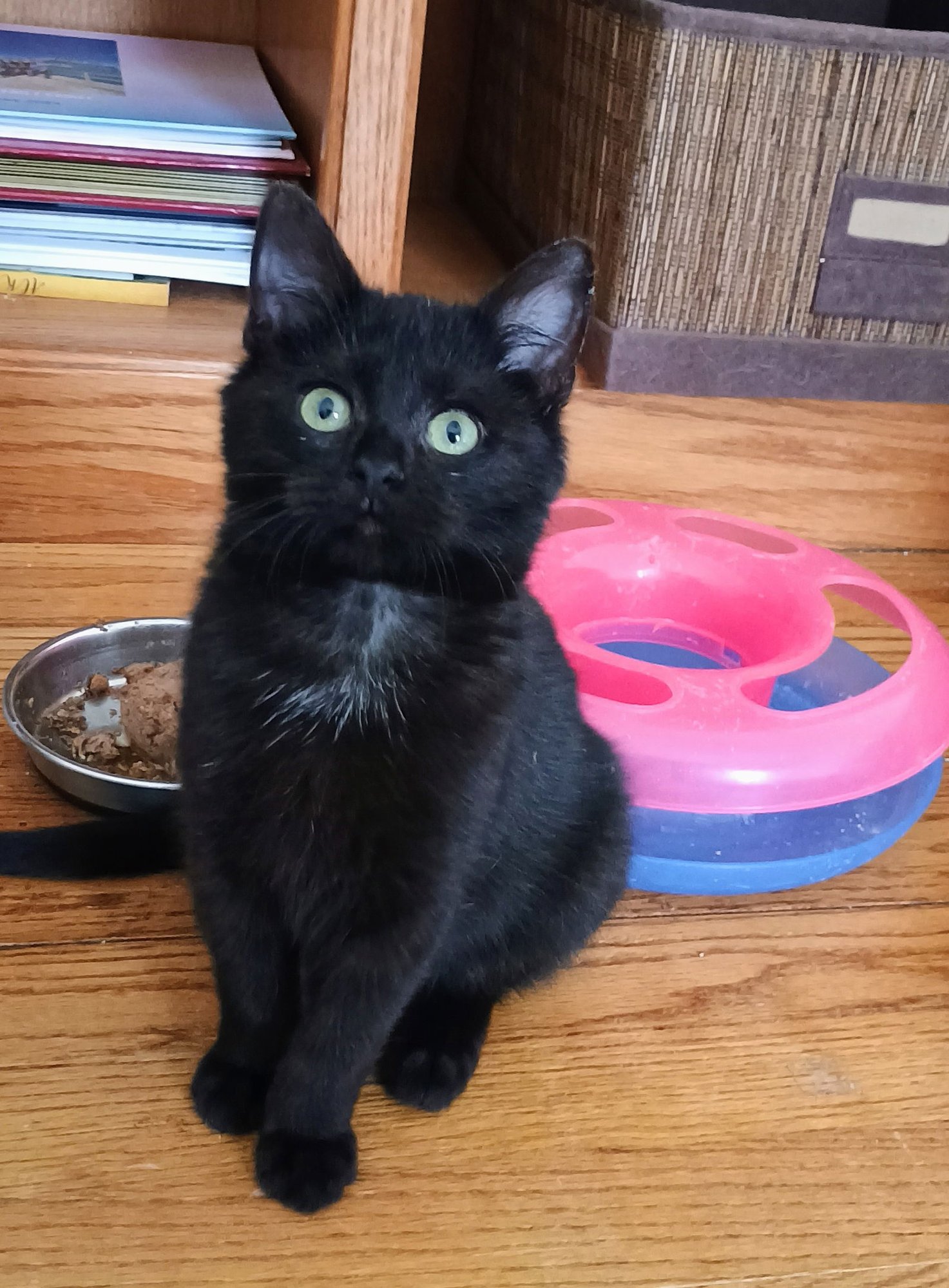 BUTTONS (BUDDY) (ADOPTED) - Domestic Short Hair available for adoption