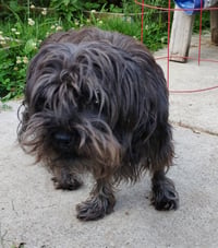 Toto - Photo 5