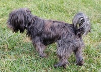 Toto - Photo 6