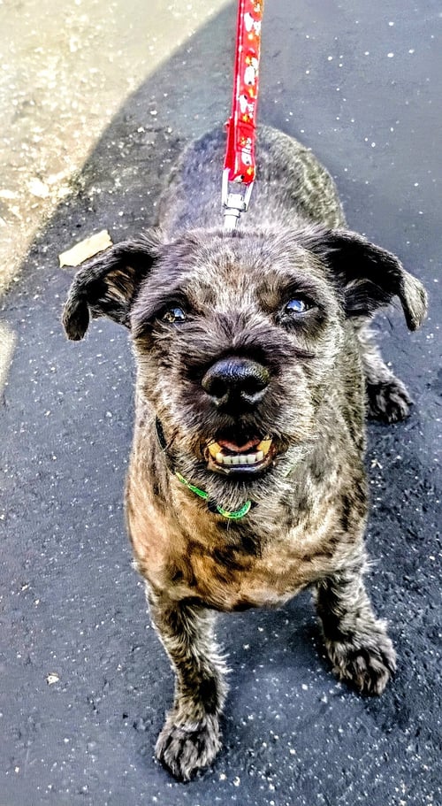 TOTO - Terrier available for adoption