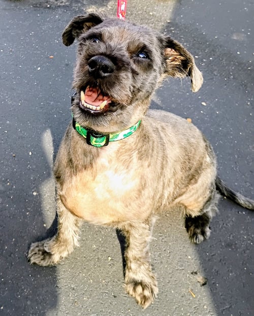 TOTO - Terrier available for adoption
