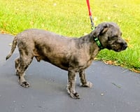 Toto - Photo 4