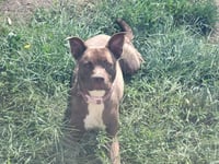 Mocha - Photo 2