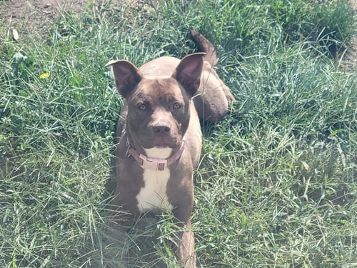 MOCHA - American Staffordshire Terrier / Labrador Retriever available for adoption