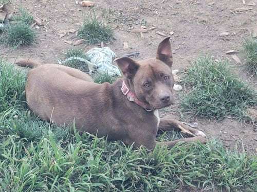 MOCHA - American Staffordshire Terrier / Labrador Retriever available for adoption