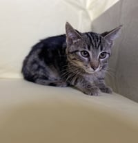 C170 litter Emerald - Photo 10