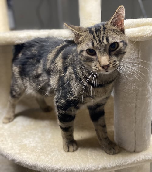 C170 LITTER EMERALD - Domestic Short Hair / Bengal available for adoption