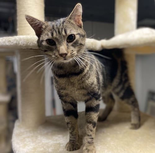C170 LITTER EMERALD - Domestic Short Hair / Bengal available for adoption