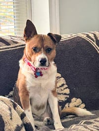 Little Jack - Photo 1