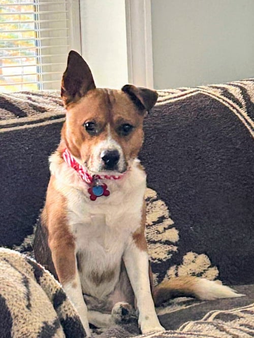 LITTLE JACK - Beagle / Jack Russell Terrier available for adoption