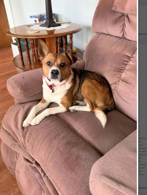 LITTLE JACK - Beagle / Jack Russell Terrier available for adoption