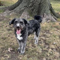 Finn - Photo 1