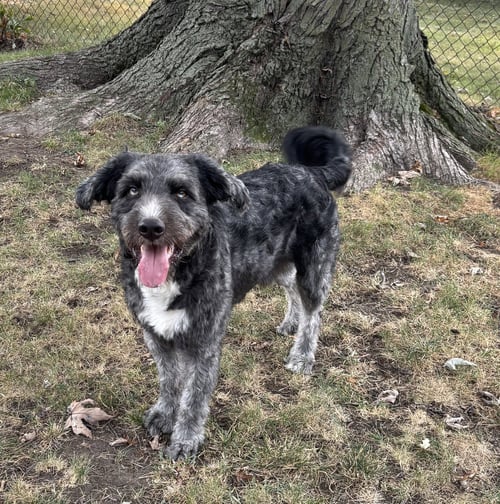 FINN - Australian Shepherd / Poodle (unknown type) available for adoption