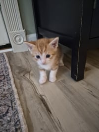 C326 Litter Sage - Photo 3