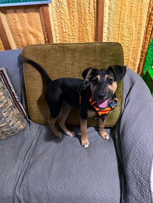 AVA - ADOPTION PENDING. - German Shepherd Dog available for adoption