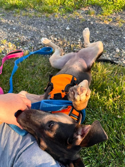 AVA - ADOPTION PENDING. - German Shepherd Dog available for adoption