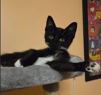 C339 Litter Oreo - Photo 1