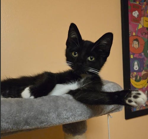 C339 LITTER OREO - Domestic Short Hair / Tuxedo for adoption in Ann Arbor