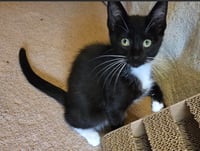 C339 Litter Oreo - Photo 2
