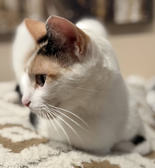 C331 LITTER VANESSA, MOTHER - Calico / Domestic Short Hair available for adoption