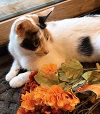 C331 Litter Vanessa, mother - Photo 3