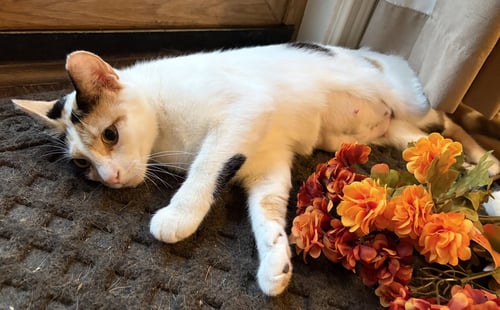C331 LITTER VANESSA, MOTHER - Calico / Domestic Short Hair available for adoption