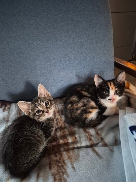 ECHO - Calico / Domestic Short Hair available for adoption