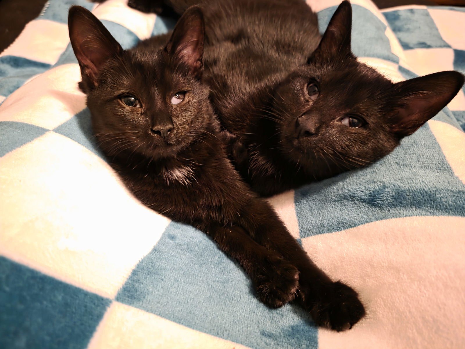 C308 LITTER MAUREEN❤️ (BONDED TO MUNCY) - Domestic Short Hair available for adoption