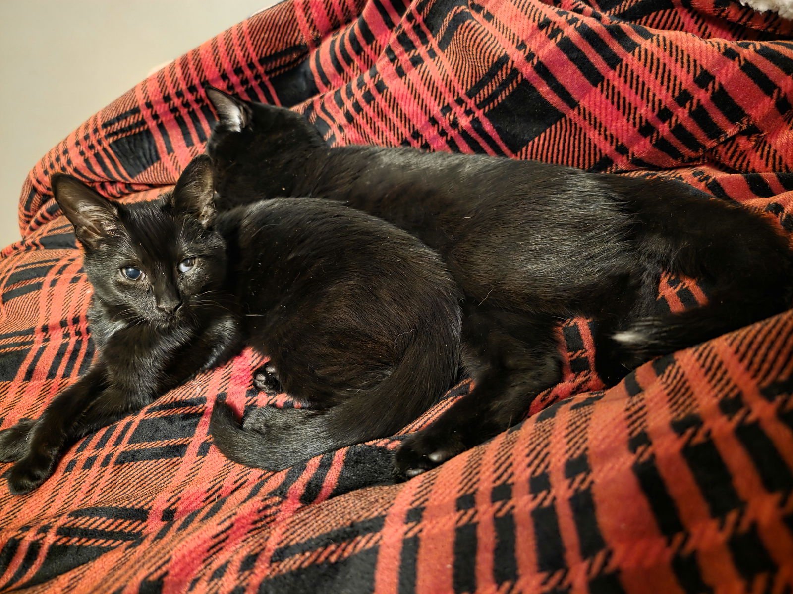 C308 LITTER MAUREEN❤️ (BONDED TO MUNCY) - Domestic Short Hair available for adoption