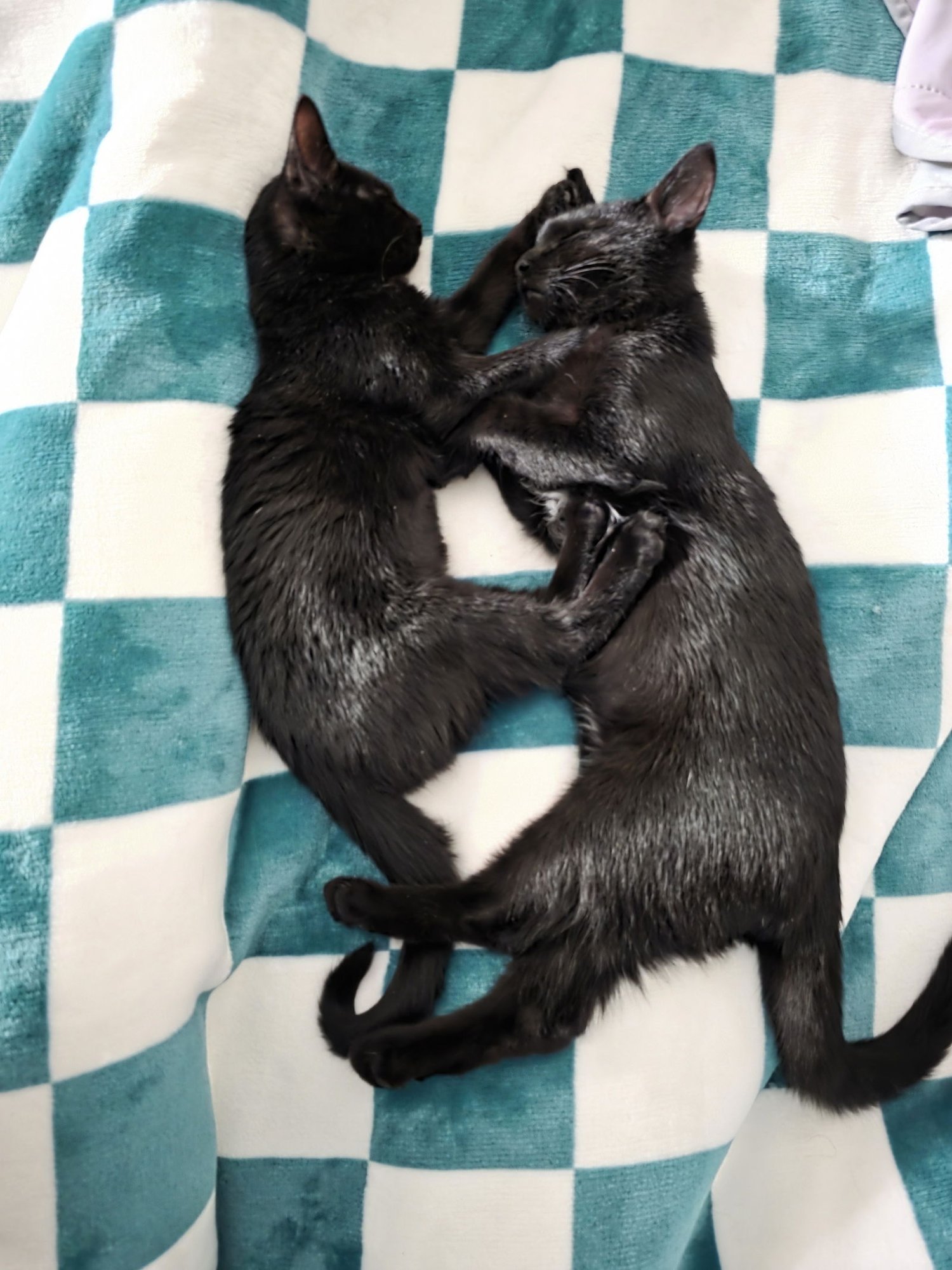 C308 Litter Maureen❤️ (bonded to Muncy) - Photo 3