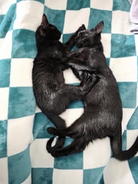 C308 Litter Maureen❤️ (bonded to Muncy) - Photo 3