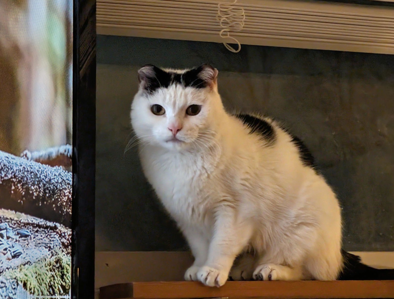 MOO MOO - Domestic Medium Hair available for adoption