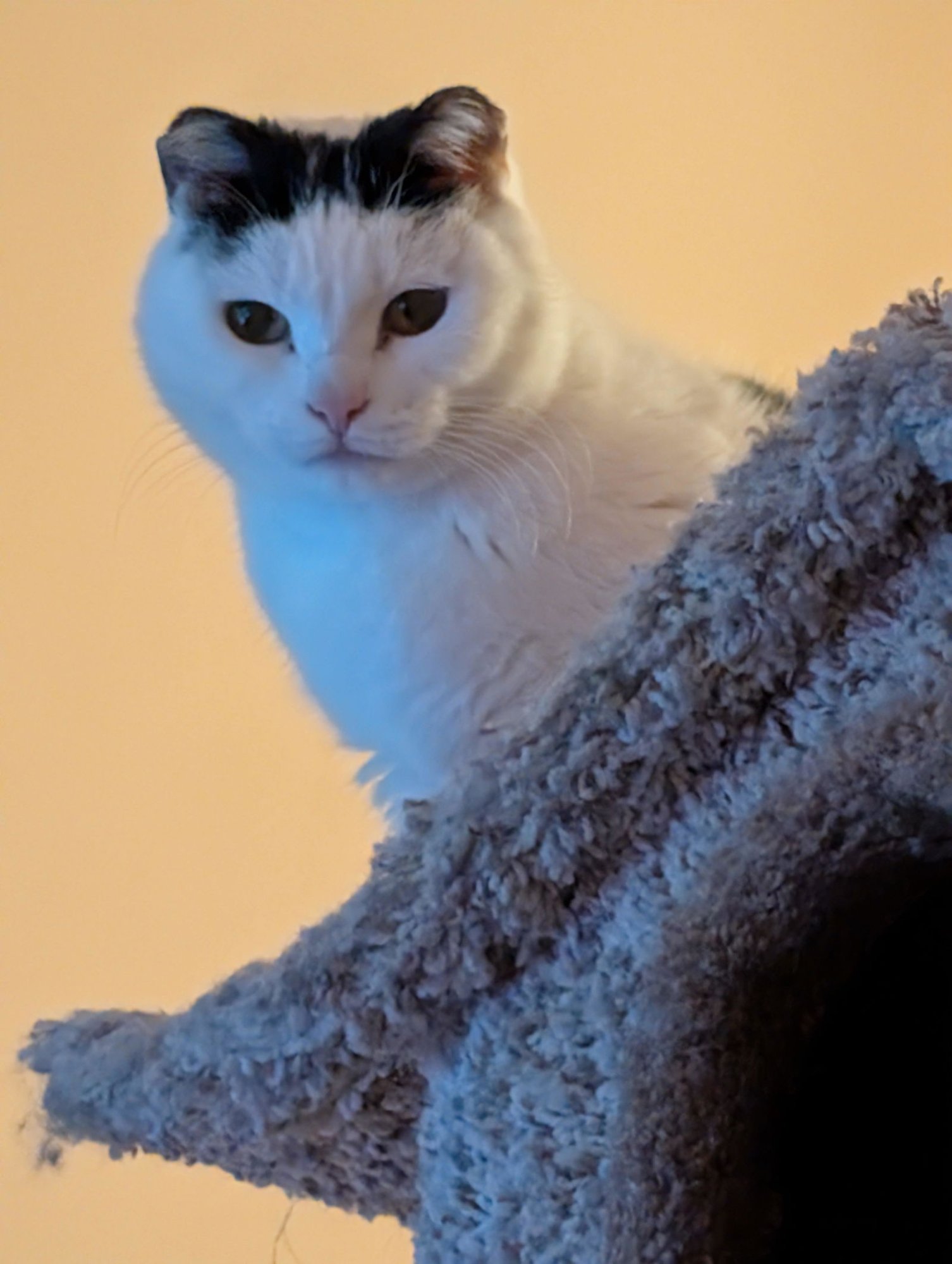 MOO MOO - Domestic Medium Hair available for adoption