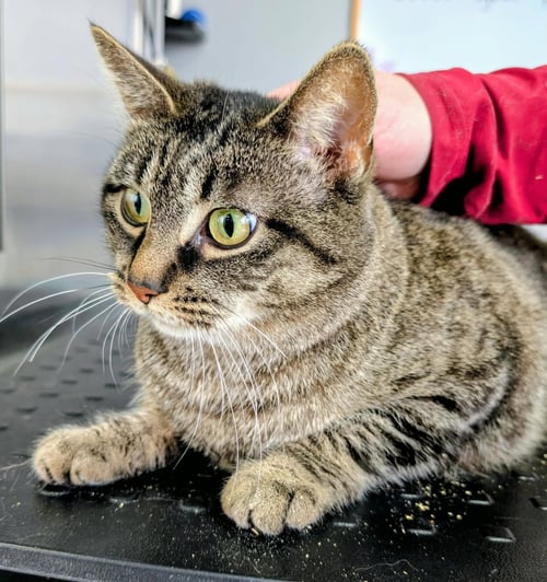 APRIL - Domestic Short Hair / Tabby available for adoption