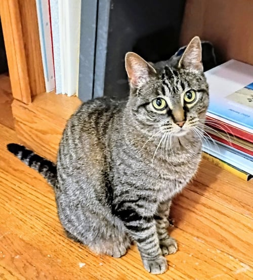 APRIL - Domestic Short Hair / Tabby available for adoption