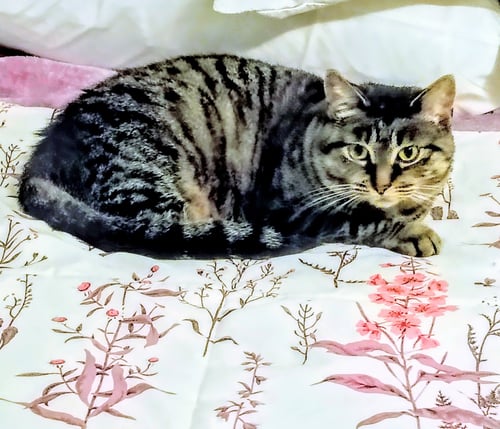 APRIL - Domestic Short Hair / Tabby available for adoption