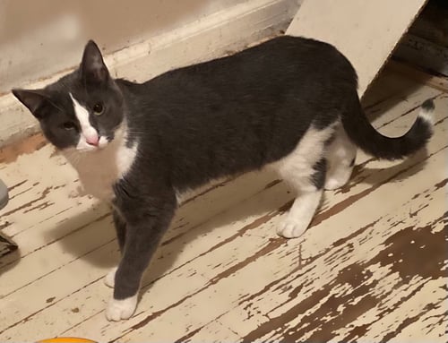 MISS CLIO - Domestic Short Hair available for adoption