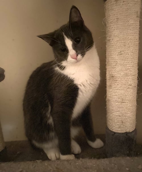 MISS CLIO - Domestic Short Hair available for adoption