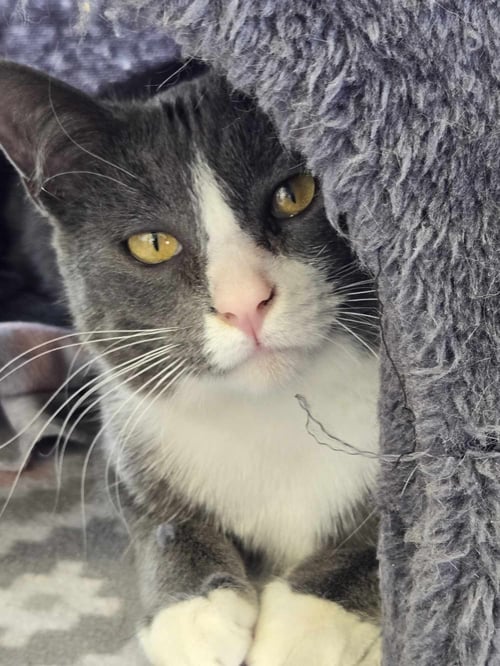 OR1 GROUP MISTEE - Domestic Short Hair available for adoption